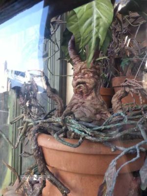 Mandrake - Our first visit to Universal Orlando and Wizarding World of Harry Potter - come check it out for details on vacation planning and having fun!